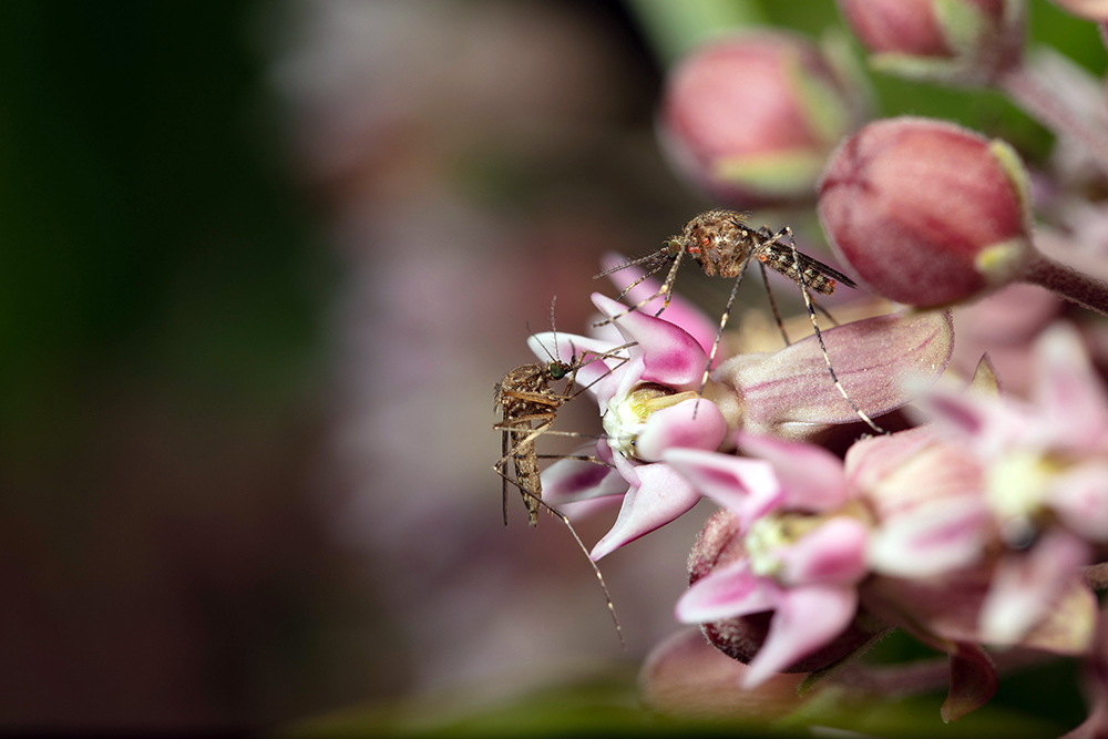 mosquitoes feeding on a pink flowers