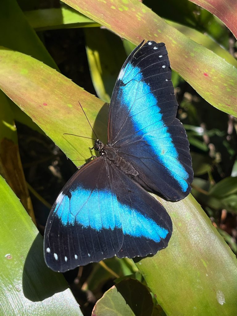 Black butterfly with its wings open. The wings have a wide, vibrant blue band.