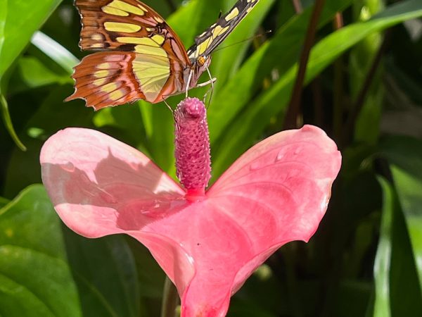 Yellow-green and brown butterfly sits on a pink flower.
