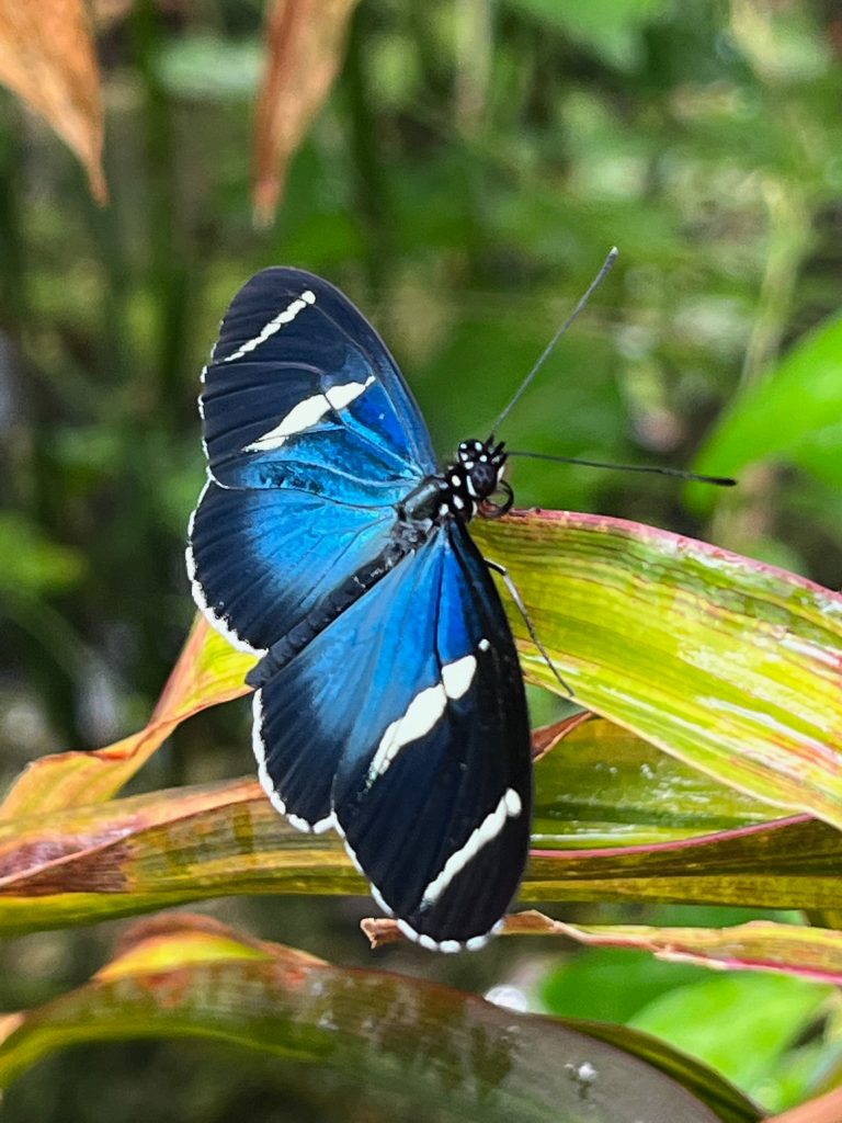 Blue, black and white butterfly with long narrow wings.