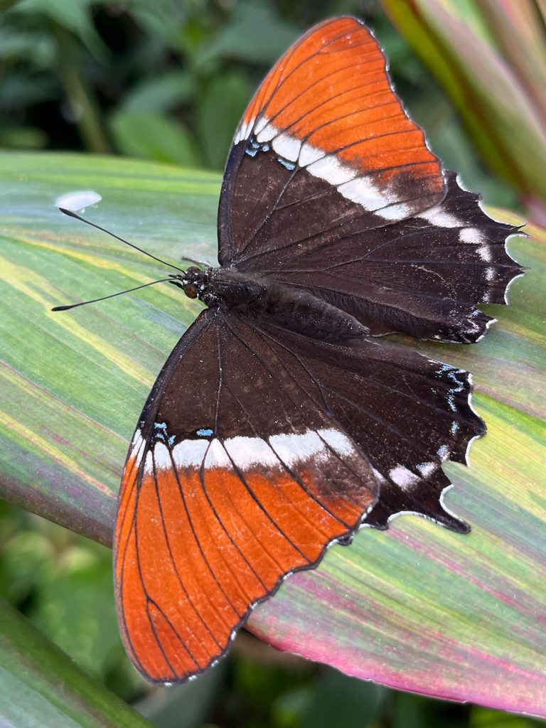butterfly with open wings. Th wings are brown at the center with a white band then the wing tips are orange.