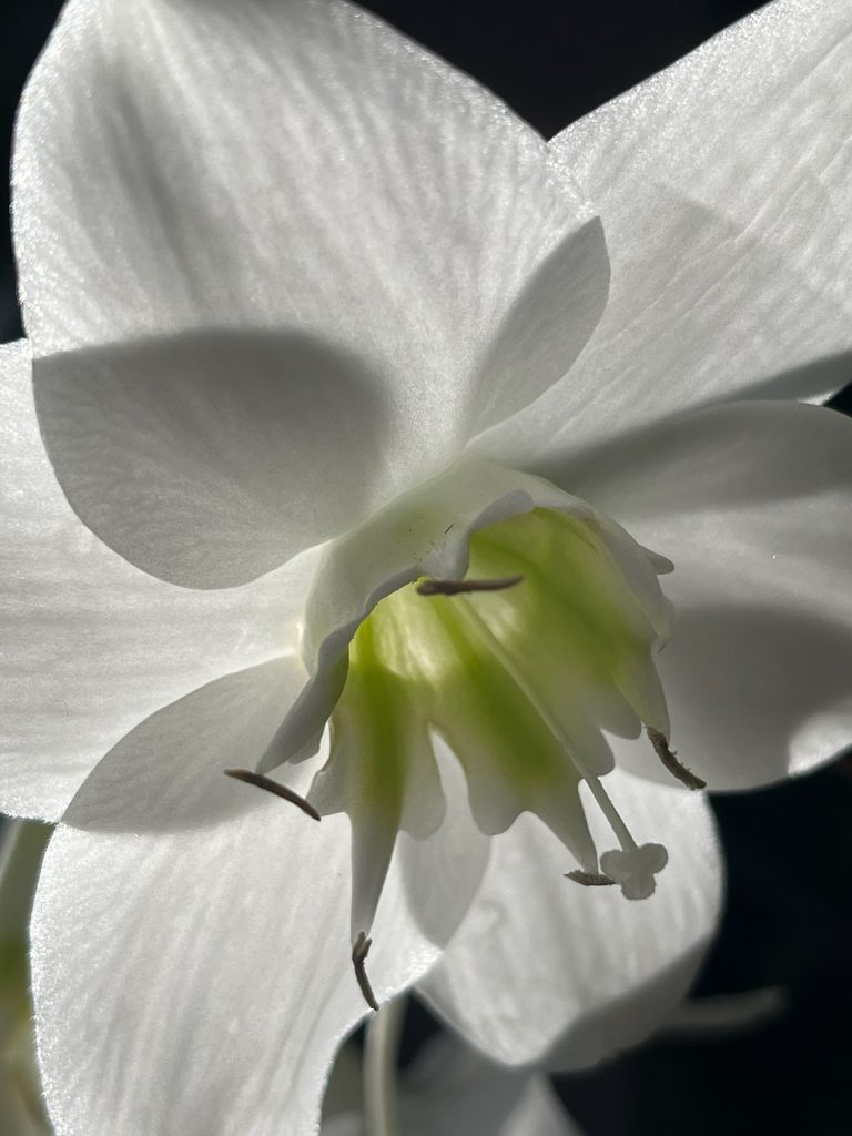 Close up of white flower with sun shinning through the petals