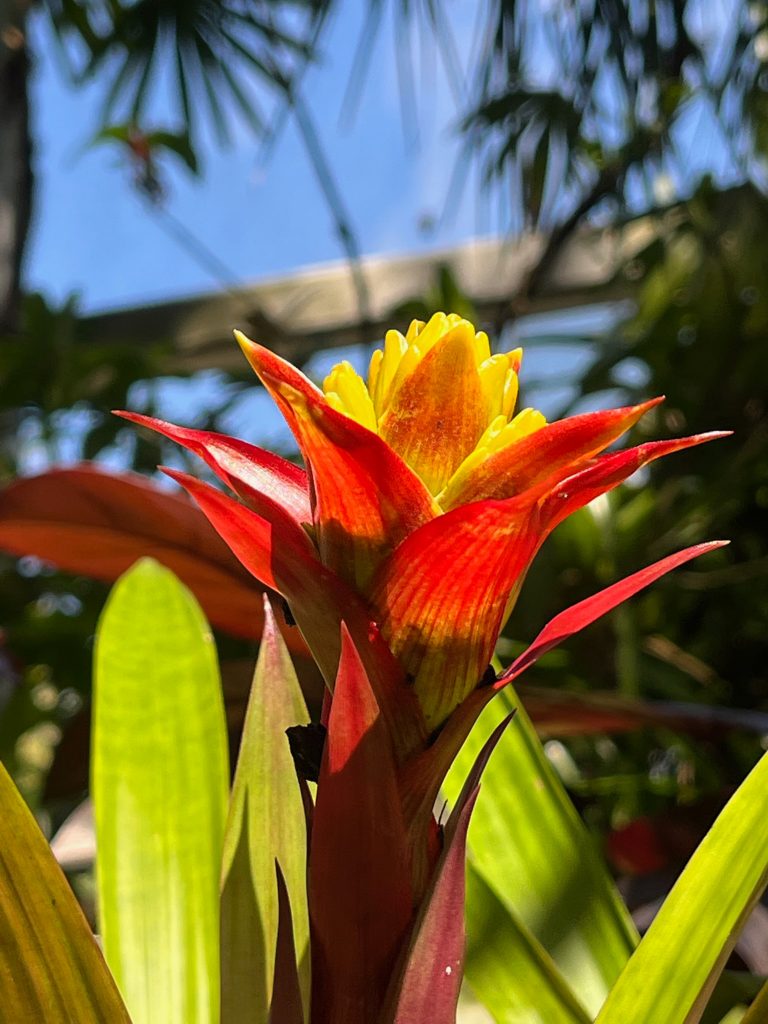 bright red and yellow bromeliad flower in the sun