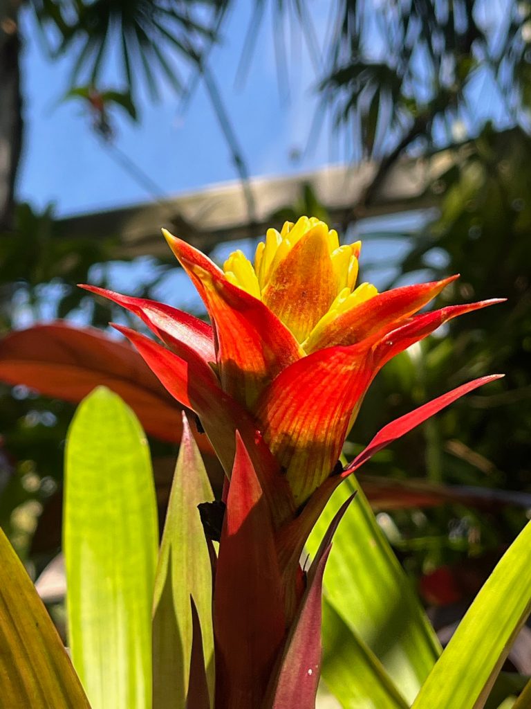 bright red and yellow bromeliad flower in the sun