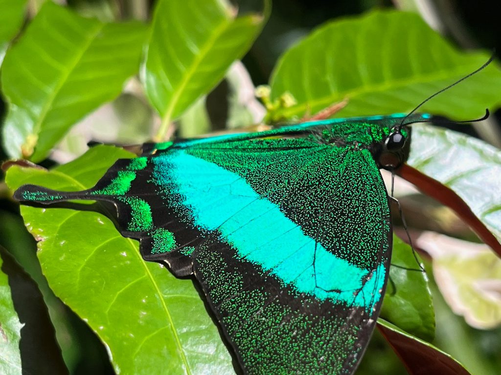 green and black butterfly sits in the sunlight with its wings open on green leaves.