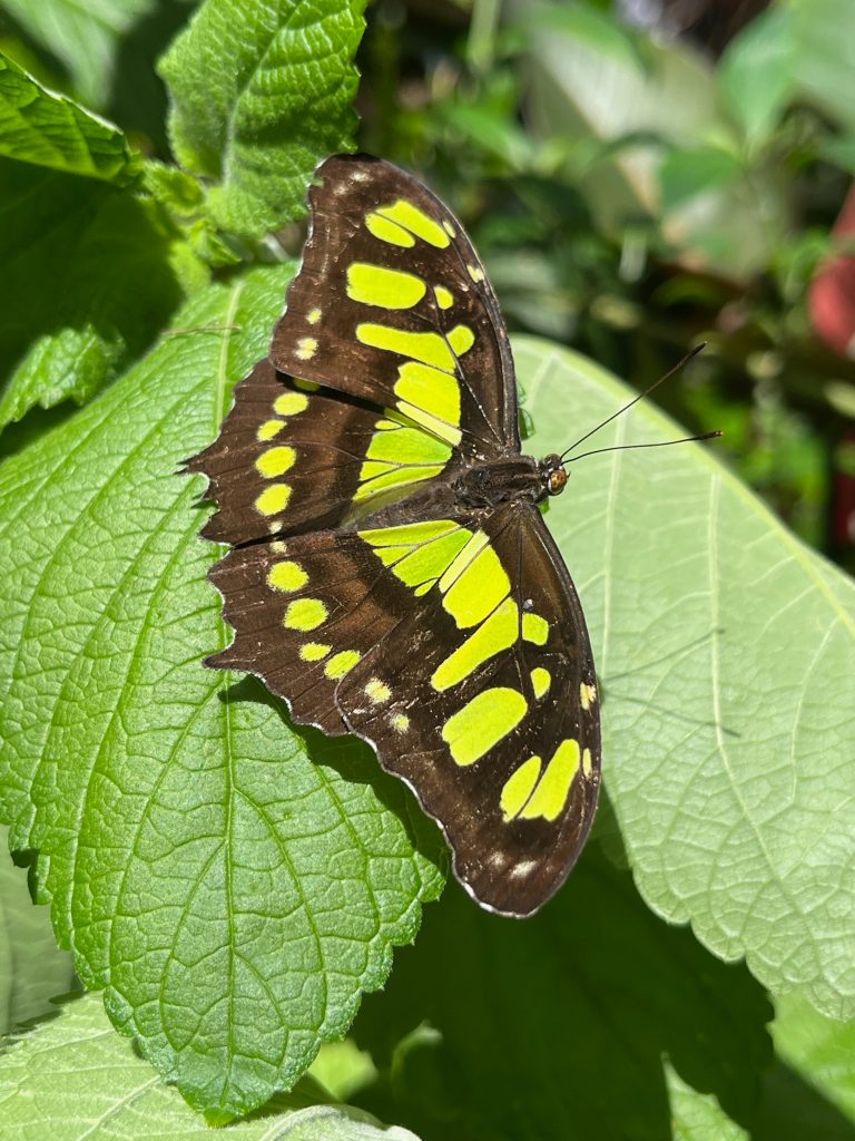 Green and brown butterfly with its wings open