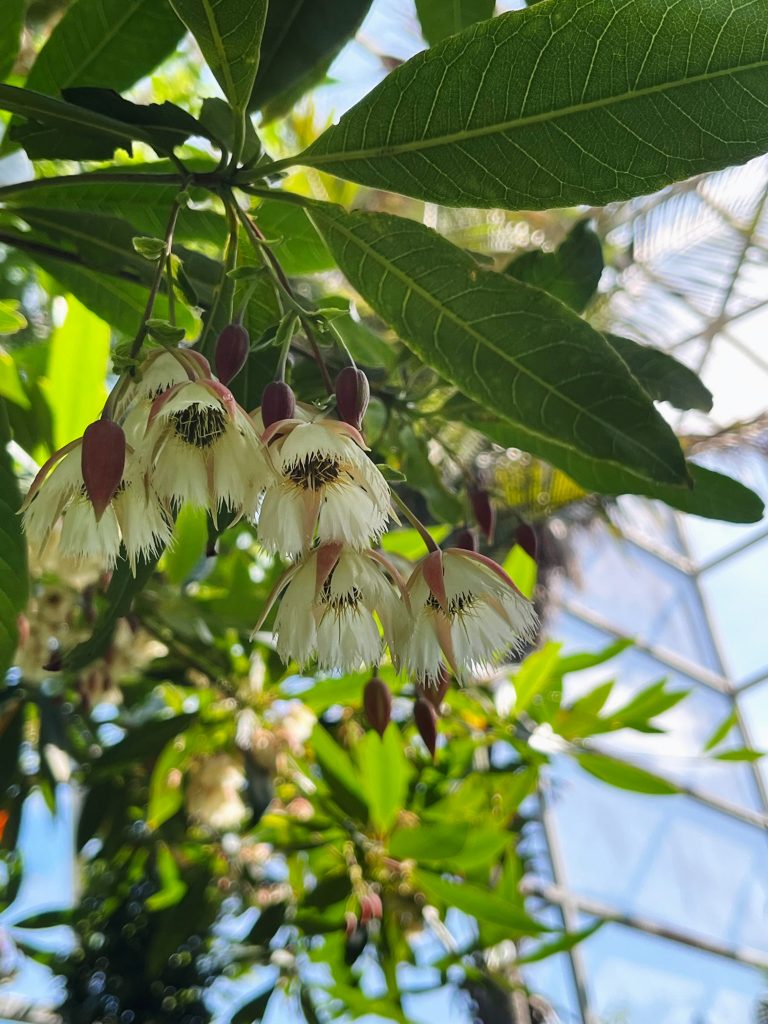 small white flowers hang in a cluster below a branch of large green leaves