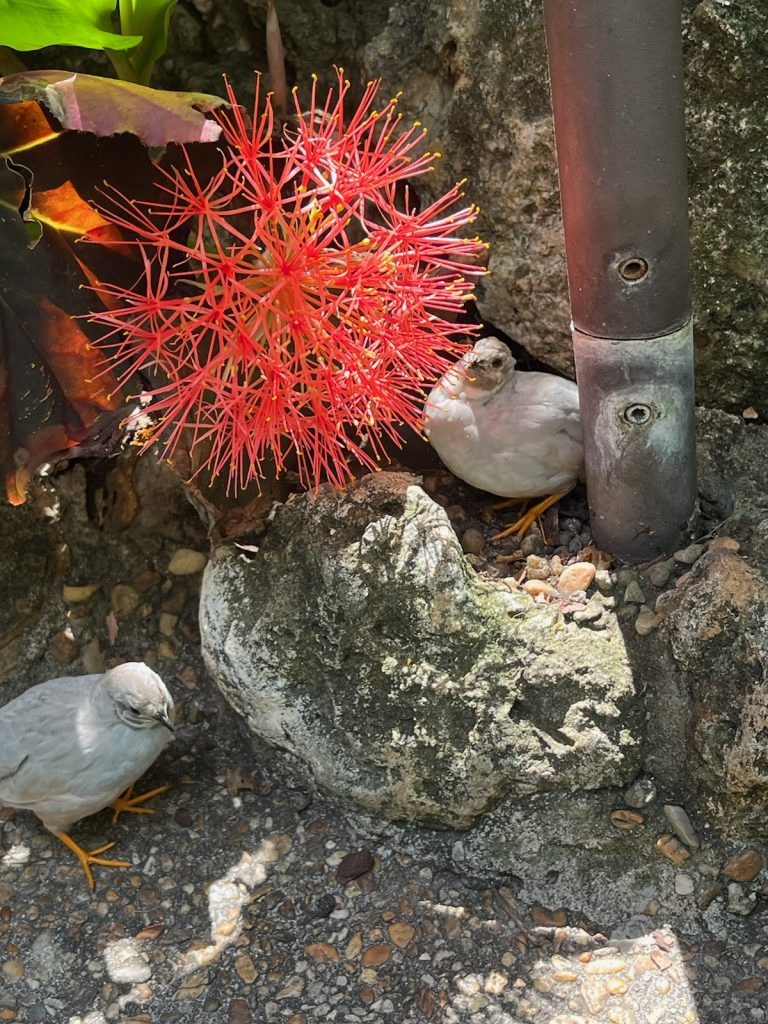 two grey-colored Quail sit on the ground near a large cluster of red flowers