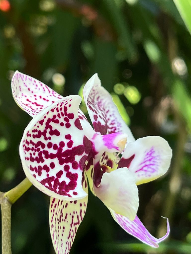 white orchid flower with many purple spots