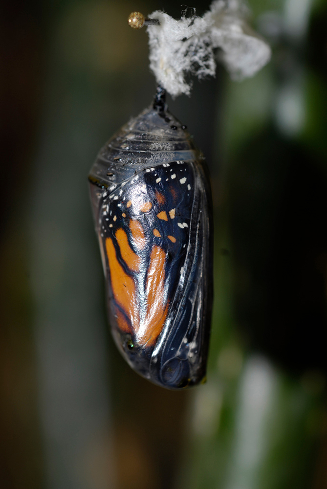 Monarch butterfly in its chrysalis