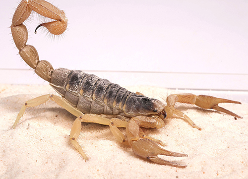 brown scorpion 