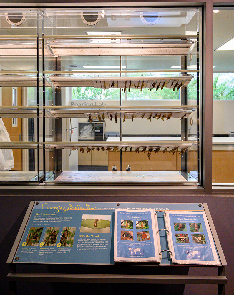 Rearing lab at the Florida Museum of Natural History