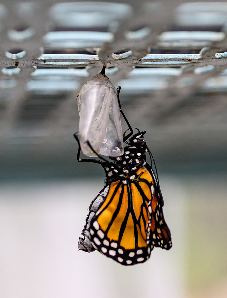 A butterfly emerging from its chrysalis.