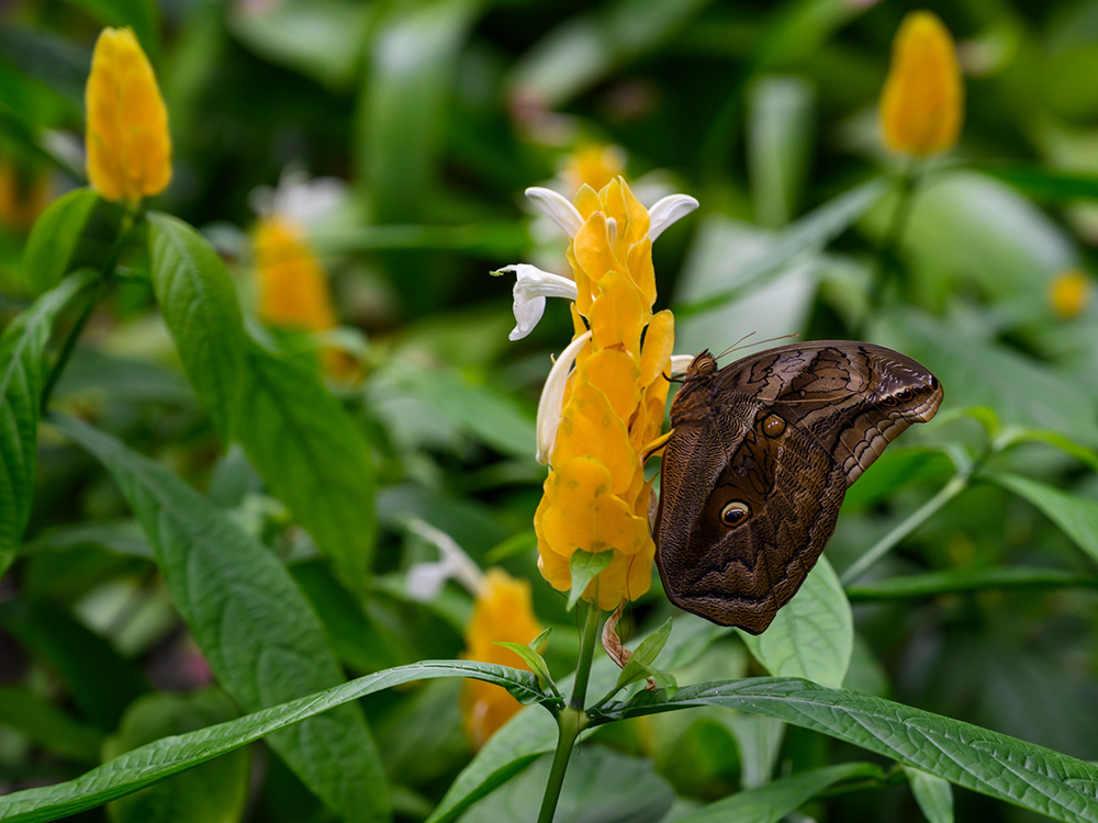 A butterfly perched on a yellow flower