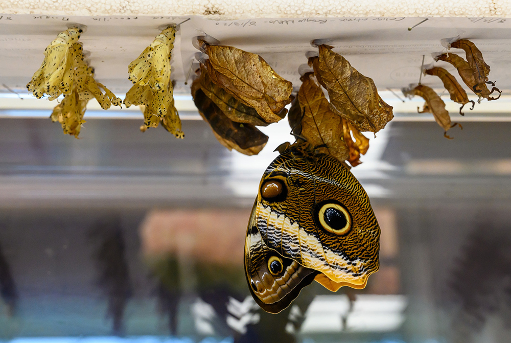 A magnificent owl butterfly emerging from its chrysalis while near other chrysalides.