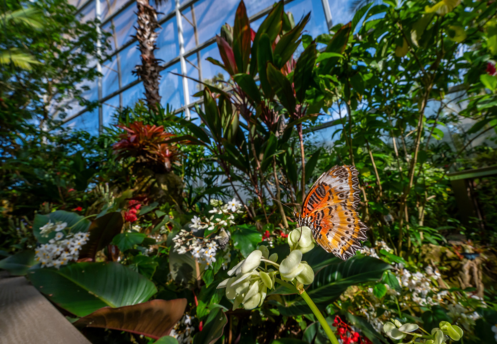 A butterfly in the Butterfly Rainforest at the museum