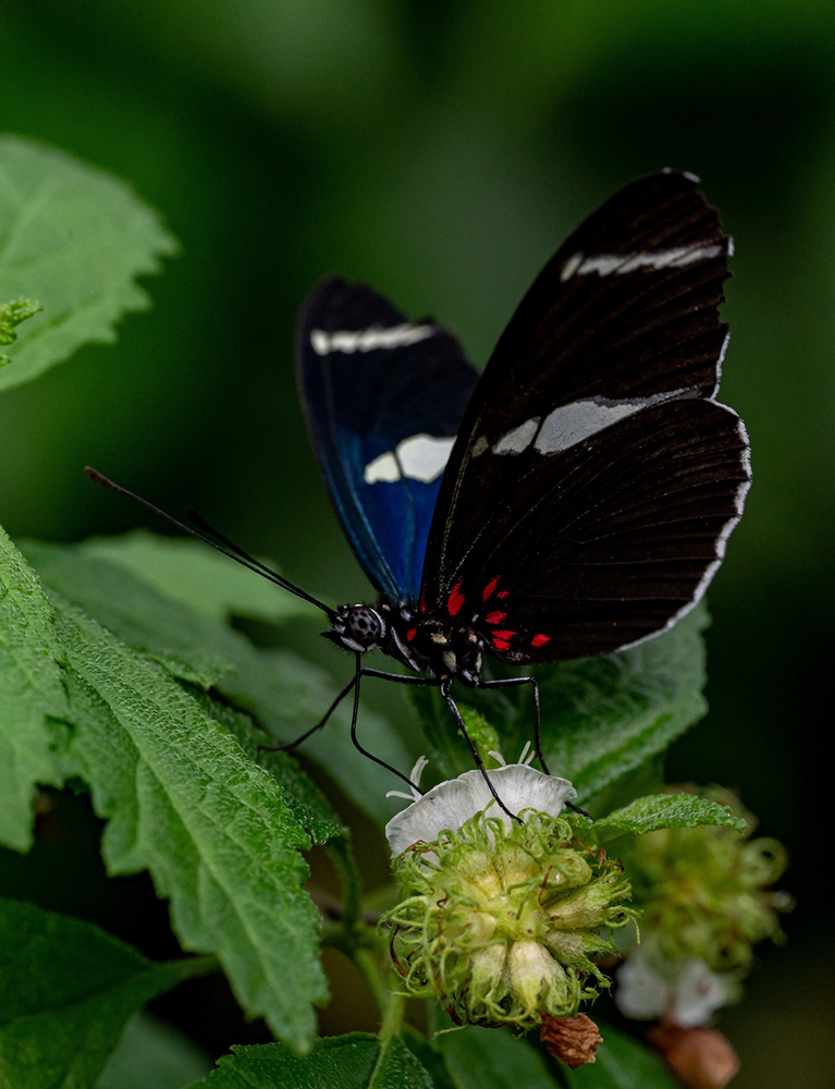 A butterfly perched on a leaf