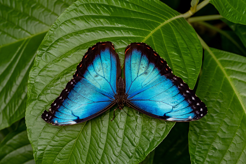 A Blue Morpho butterfly sitting on a leaf