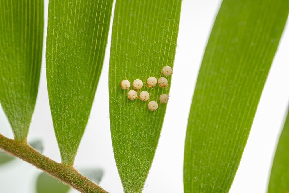 butterfly eggs on leaf