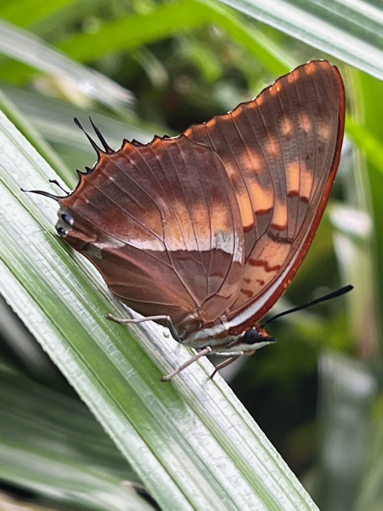 Butterfly with wings closed. Butterfly is shades of brown and tan