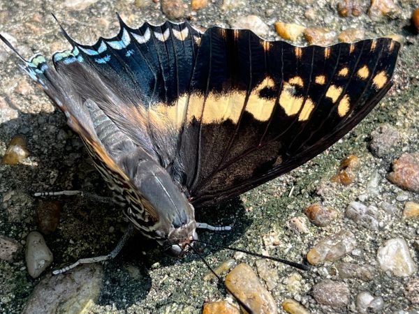 butterfly with wings open, Butterfly is black with a wide yellow stripe through the center of the wing and blue marking along the wing edges.