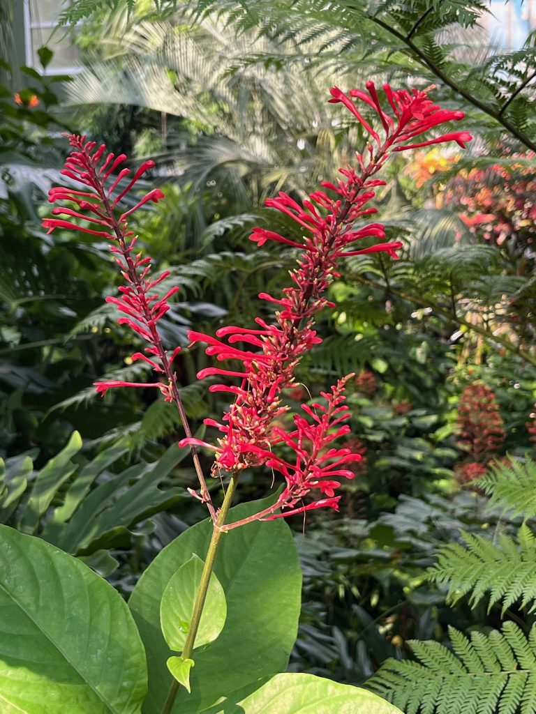 tall cluster of red flowers