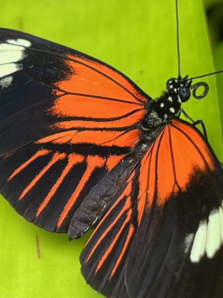 butterfly with its wings open. Butterfly is orange near the butterfly's body, has an orange stripe near the wing center, and a white tip near the wings end.