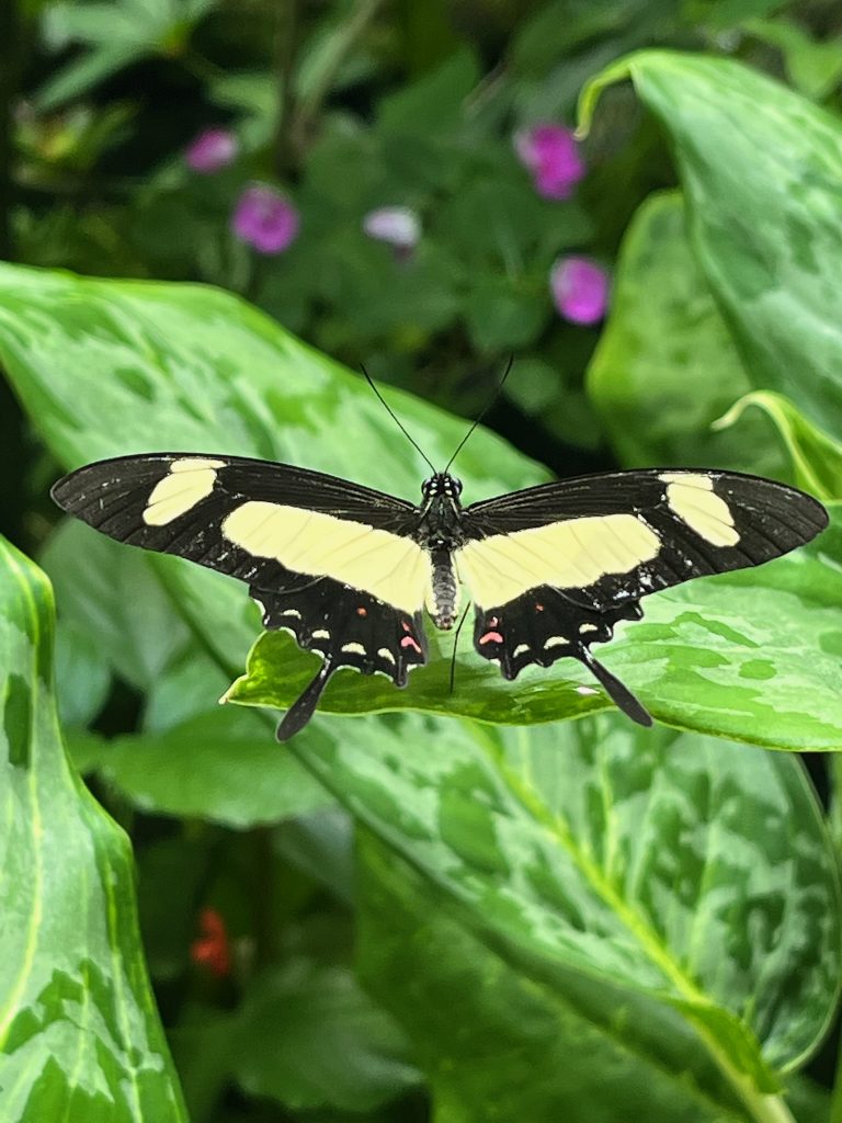 Butterfly with its wings open. The wings are black and yellow with swallowtail tips