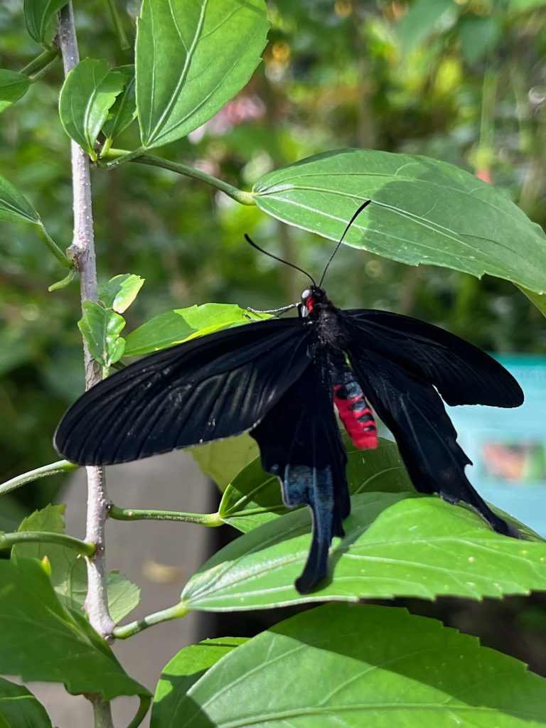 large butterfly with a red body and black wings with large swallowtail tips.