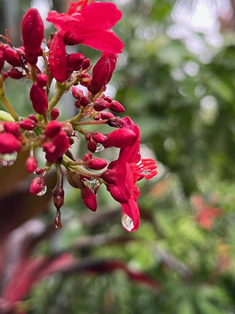 red flower cluster