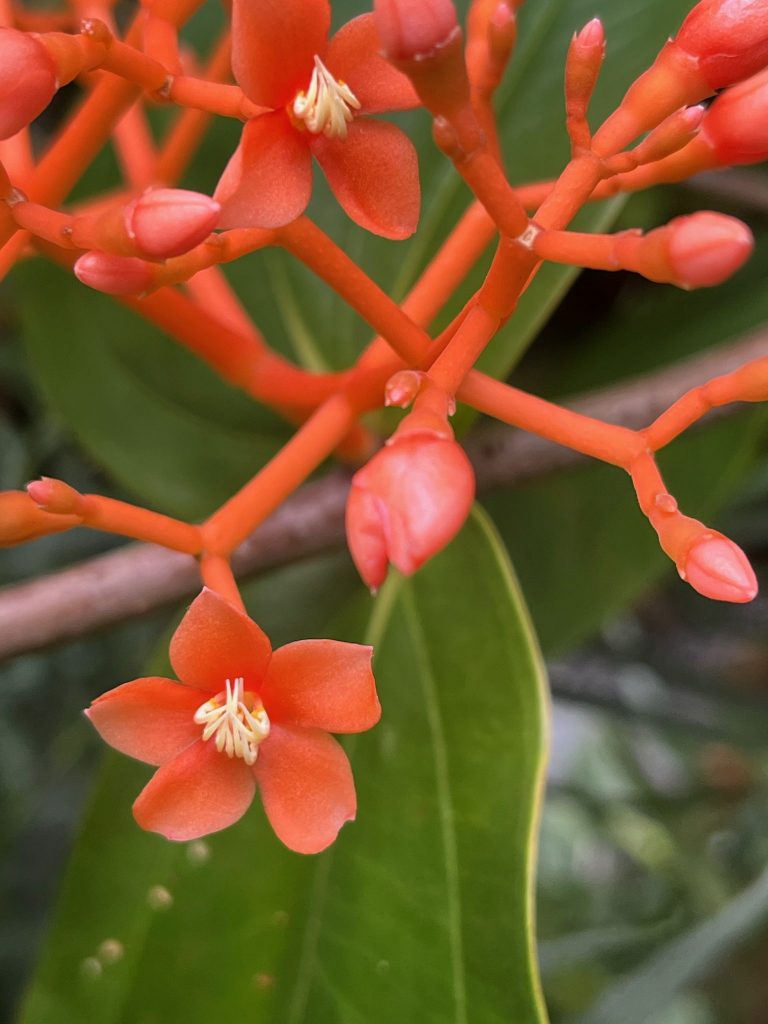 cluster of small orange flowers