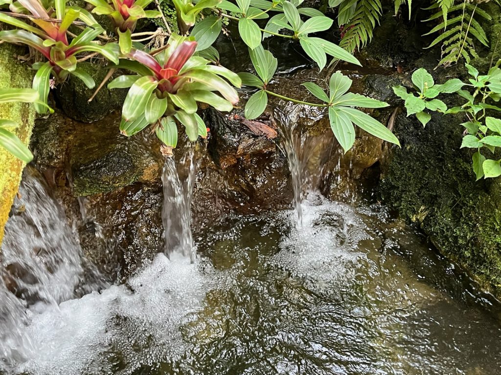 waterfall surrounded by bromeliad plants