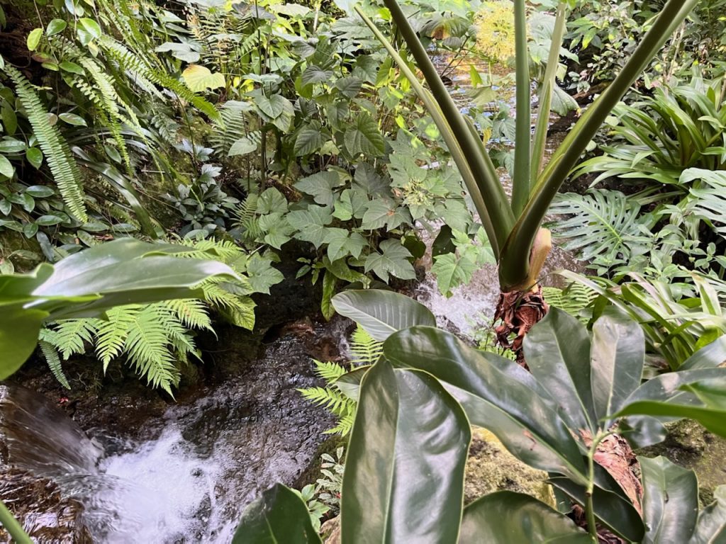 stream and waterfall surrounded with green plants