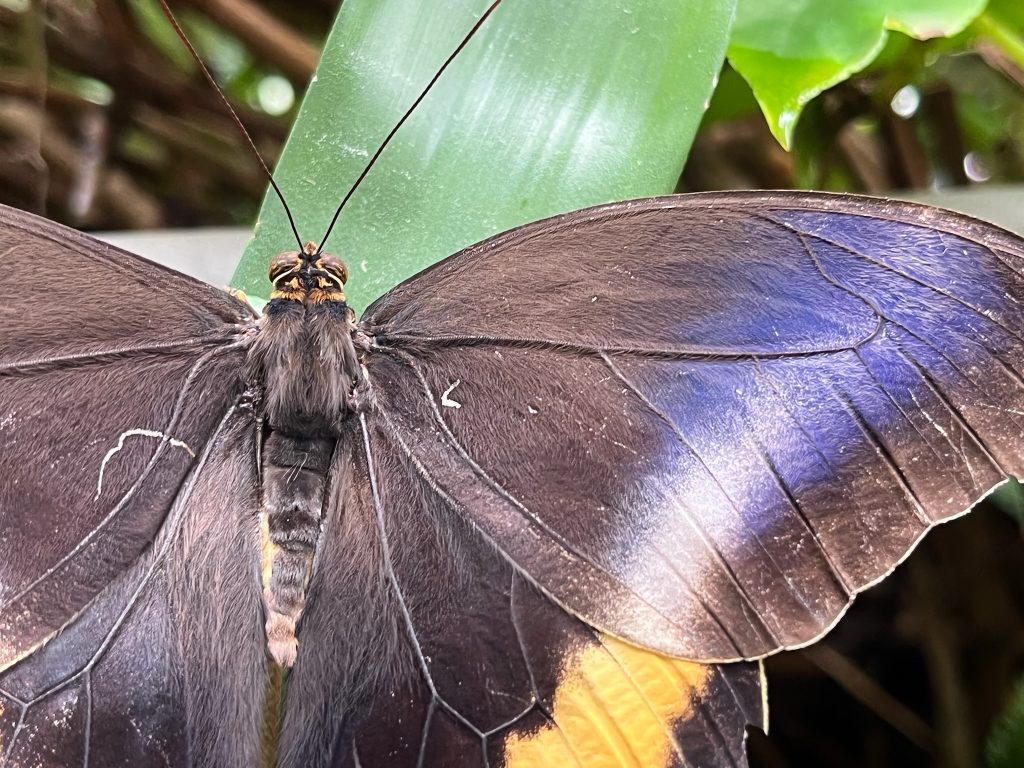 brown butterfly with its wings open the upper wing has a blue stripe and the lower wing has a yellow stripe