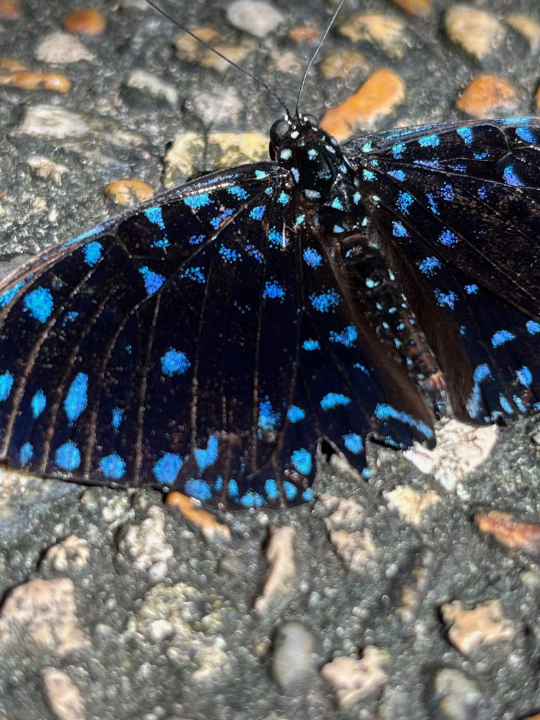 black butterfly with wings open sitting on a stone path. The black wings are scattered with blue spots