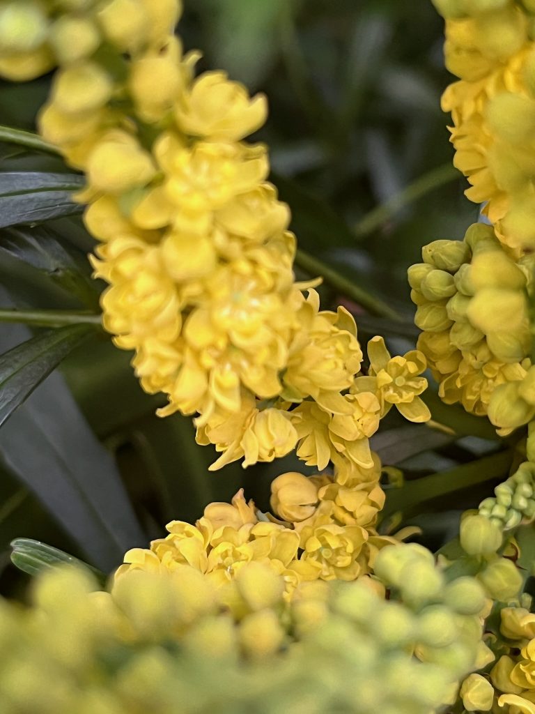 long clusters of small yellow flowers