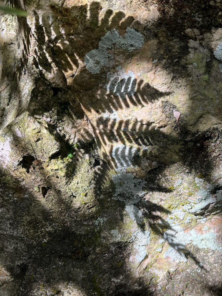 shadow of a fern on rocks