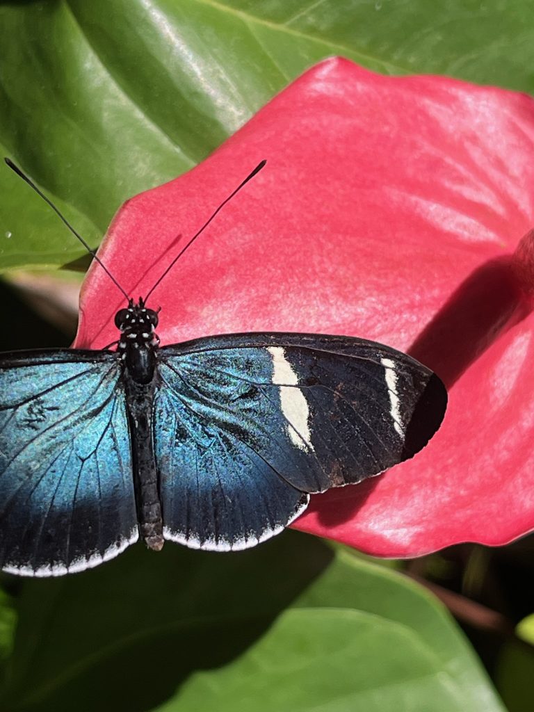 blue black and white butterfly on a red flower