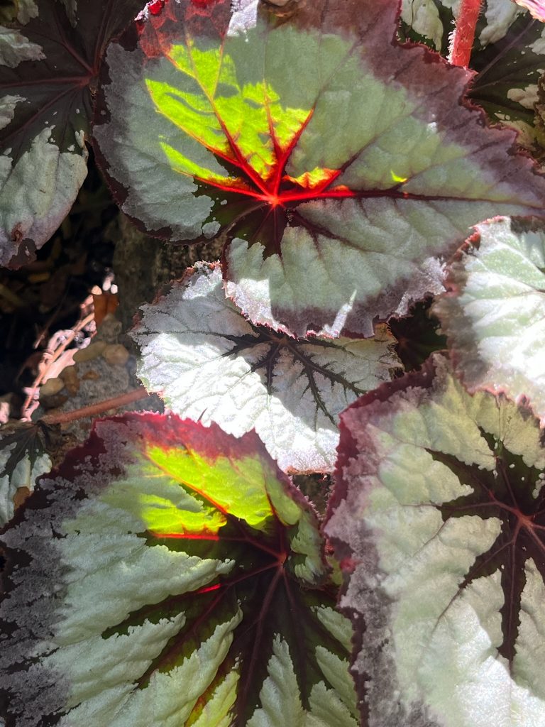 pale green and red leaves