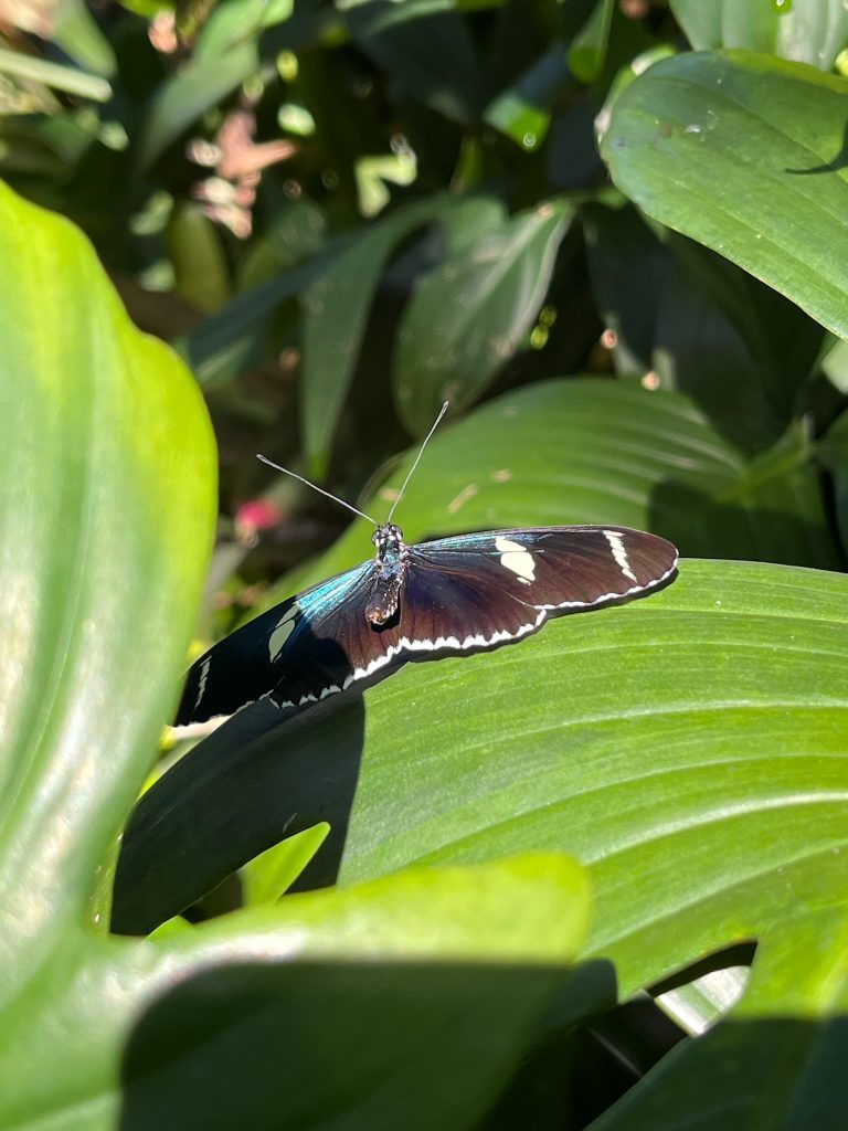 butterfly sitting on a green leaf with its wings open