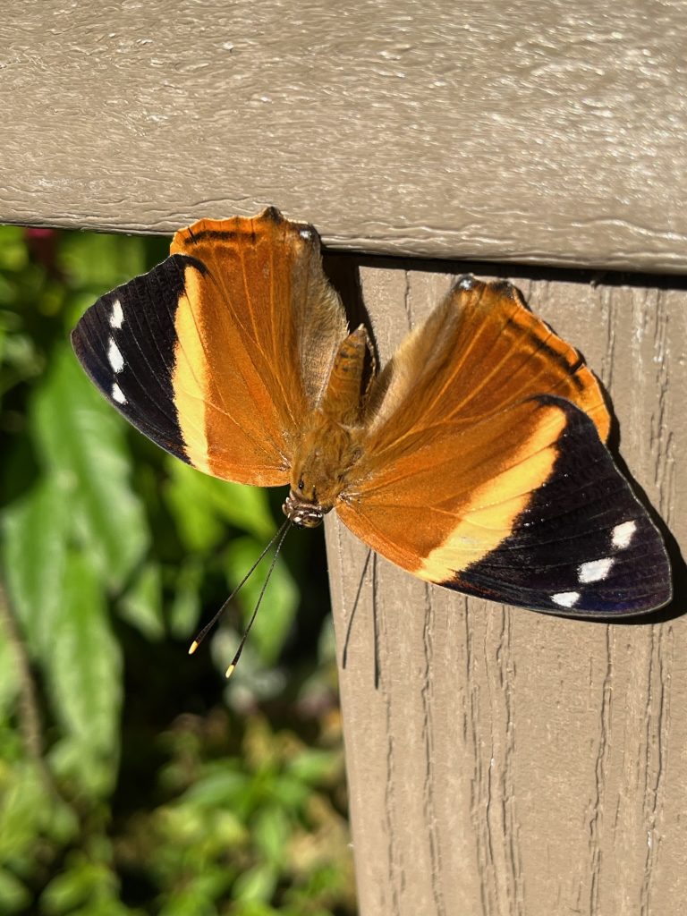 butterfly on a pathway rail. Butterfly is orange yellow and black.