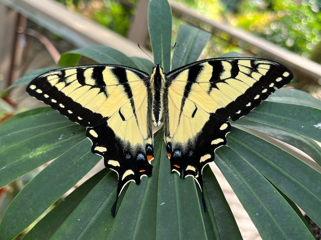 large black and yellow butterfly with its wings open