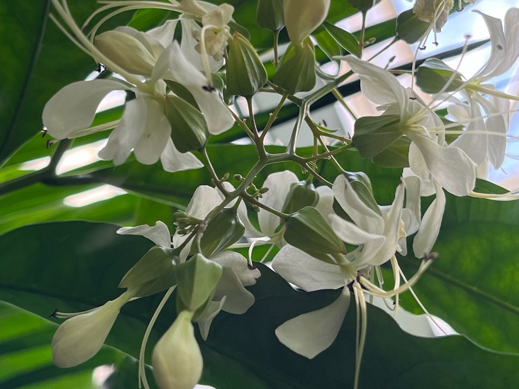 cluster of white flowers