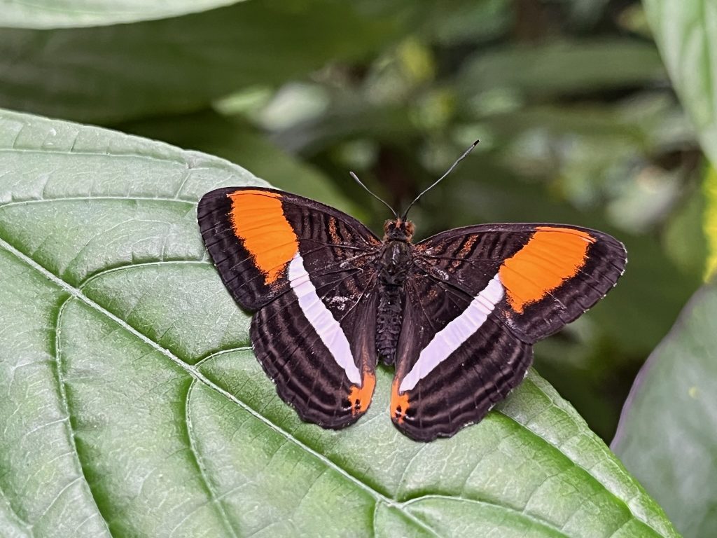 Brown butterfly with its wings open. The upper wing has a wide orange stripe the lower wing has a thinner white stripe