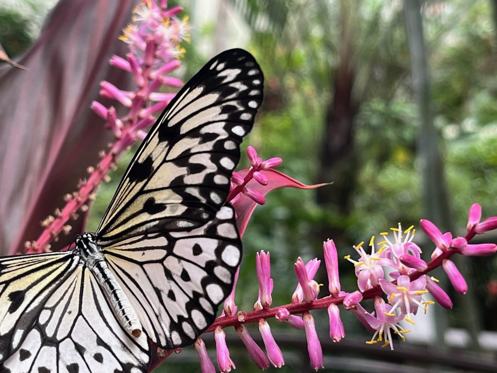 large black and pale yellow butterfly on a cluster of pink flowers