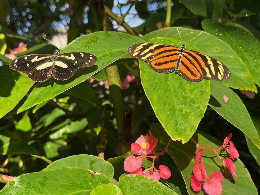 two butterflies sitting with their wings open