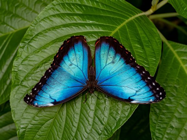 blue butterfly sitting with its wings open on a bright green leaf