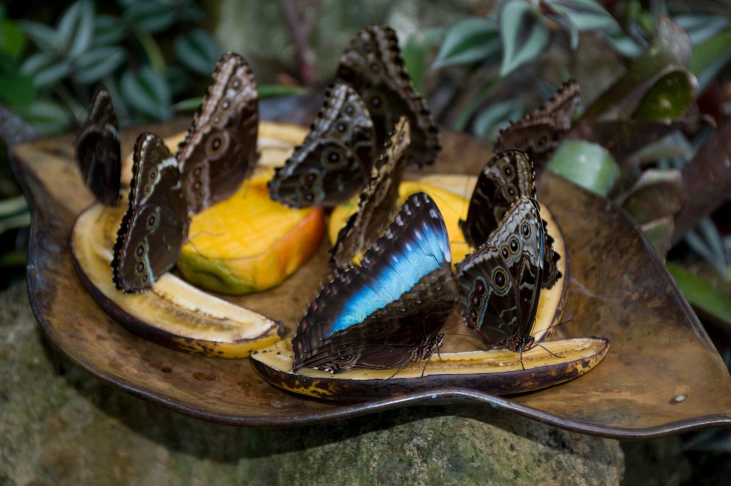 many blue morpho butterflies sitting on cut fruit set out to feed the butterflies