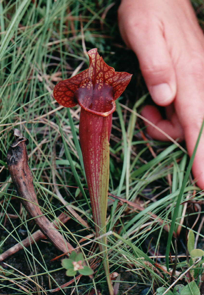 Picture of pitcher plant