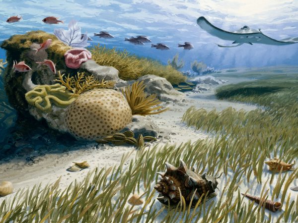 painting of an underwater scene featuring a large ray with wide wings swimming above sea grass near an outcropping of coral with fish swimming above it